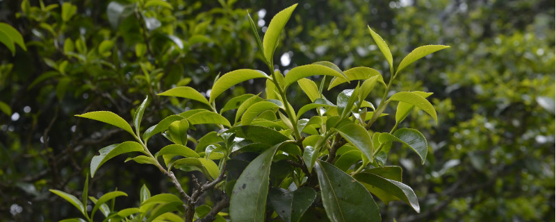 易武山屬于哪個茶區(qū)