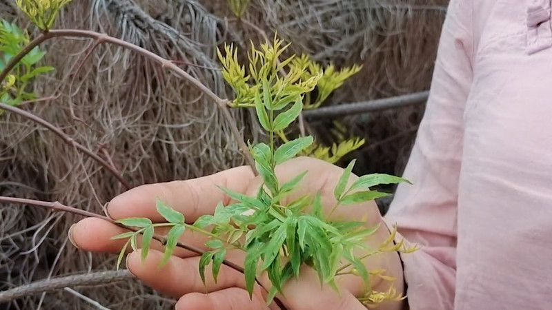 張家界莓茶屬于什么茶