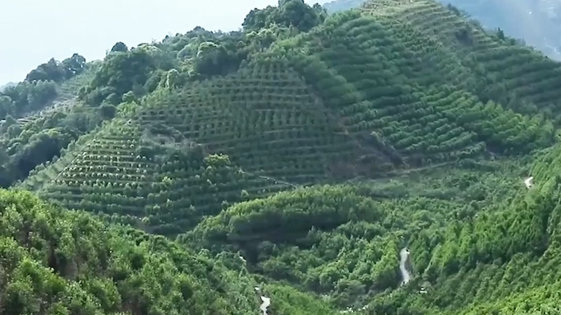 鳳凰單叢茶哪里產(chǎn)的