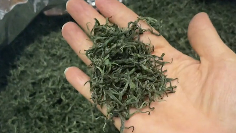 保靖黃金茶屬于什么茶