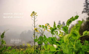 雨水至，春雨可貴，遇雨則吉