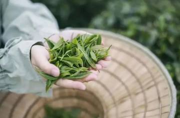 有一種風(fēng)雅，叫做以茶為名