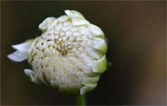 胎菊花茶的功效與禁忌 菊花茶與茉莉花的功效