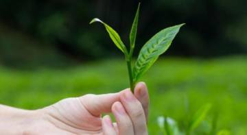 喝冷茶好還是熱茶好？