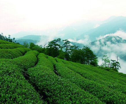 金駿眉屬于什么茶？難得的紅茶珍品