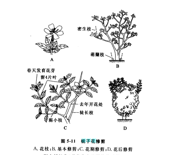 梔子花怎么修剪，梔子花什么時(shí)候修剪最適當(dāng)呢