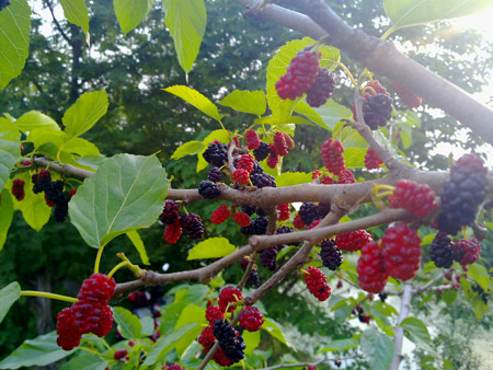 養(yǎng)花技巧|家庭養(yǎng)花常見(jiàn)8大誤區(qū)