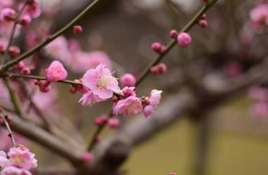 生日的每一個(gè)月份代表一種花，看看你的生日花是什么？