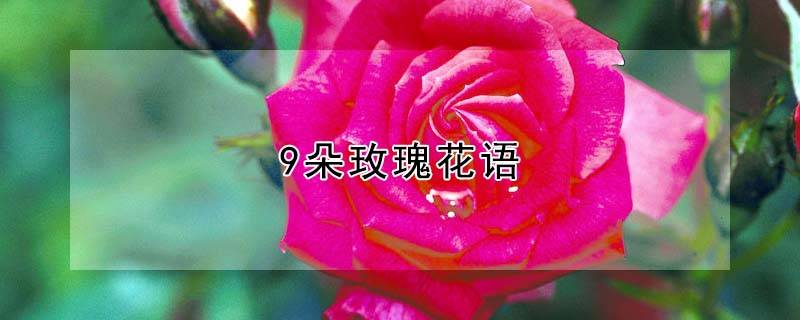 9朵玫瑰花語