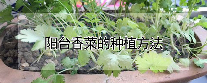 陽臺香菜的種植方法