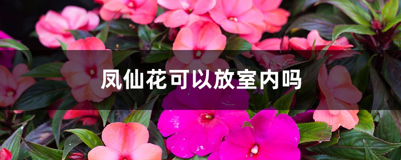 鳳仙花可以放室內(nèi)嗎