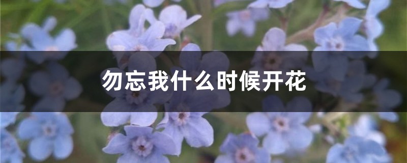 勿忘我什么時候開花