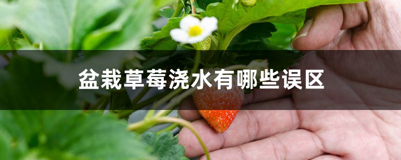 盆栽草莓澆水有哪些誤區(qū)