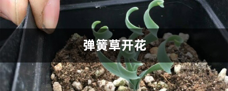 彈簧草開花