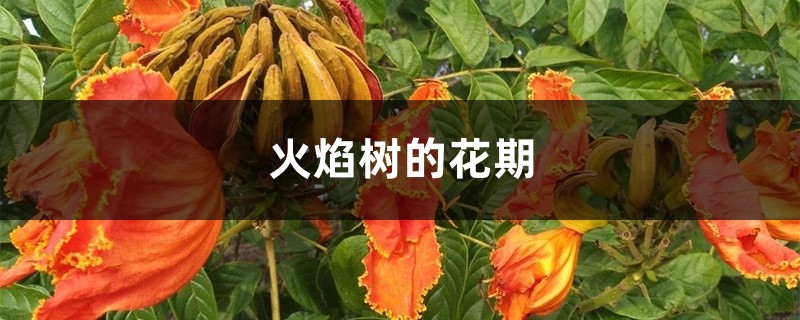 火焰樹的花期