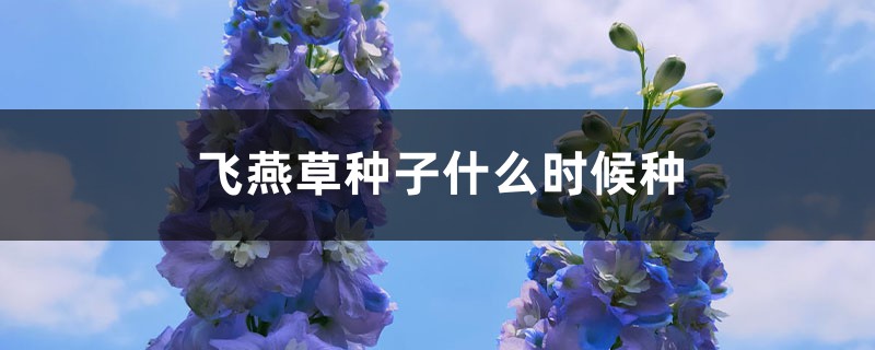 飛燕草種子什么時候種