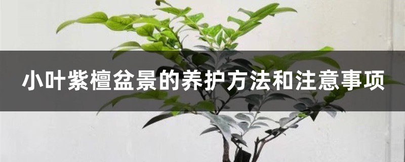 小葉紫檀盆景的養(yǎng)護(hù)方法和注意事項(xiàng)