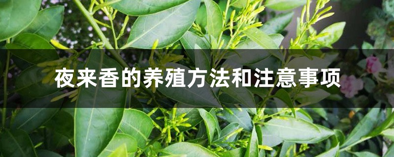 夜來香的養(yǎng)殖方法和注意事項(xiàng)