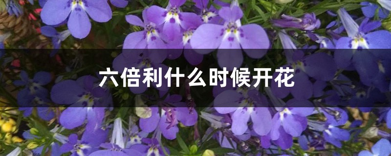 六倍利什么時候開花