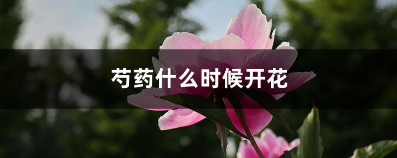 芍藥什么時候開花