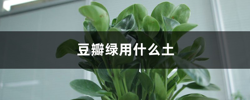 豆瓣綠用什么土