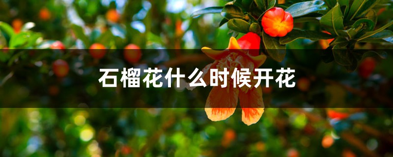 石榴花什么時候開花