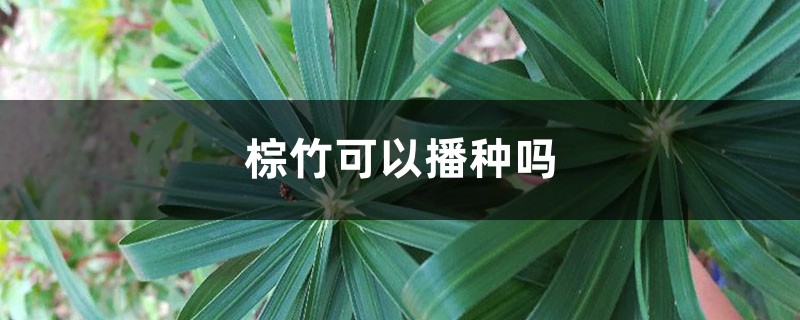 棕竹可以播種嗎