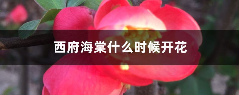 西府海棠什么時候開花