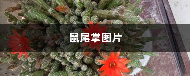 鼠尾掌圖片