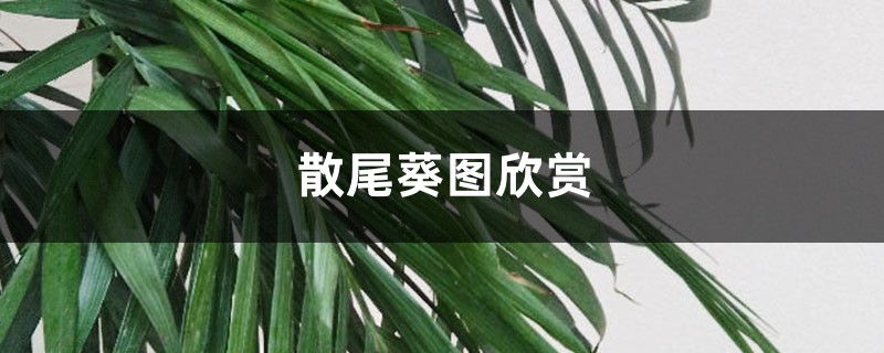 散尾葵圖欣賞