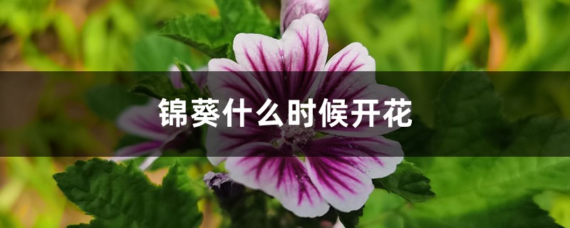 錦葵什么時候開花