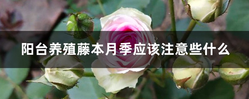 陽臺養(yǎng)殖藤本月季應(yīng)該注意些什么