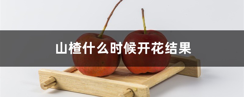 山楂什么時(shí)候開花結(jié)果