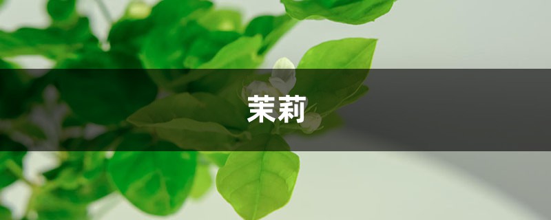 史上最簡(jiǎn)單養(yǎng)花技巧！10秒就學(xué)會(huì)，茉莉長(zhǎng)壽...咋養(yǎng)都不死！