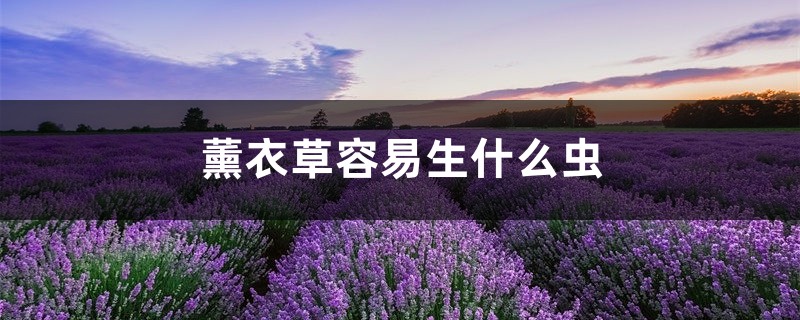 薰衣草容易生什么蟲，薰衣草生蟲怎么處理