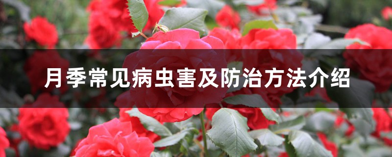 月季常見病蟲害及防治方法介紹