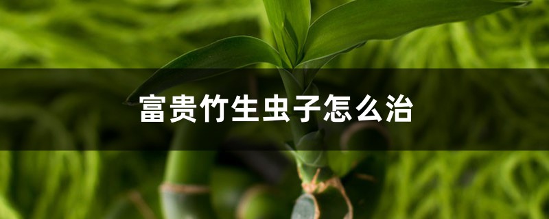 富貴竹生蟲子怎么治，生蟲子了用什么藥