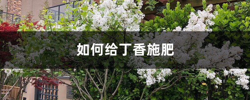 丁香施肥方法，用什么肥好