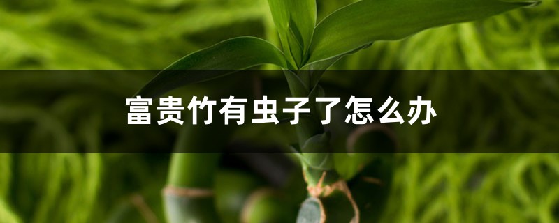 富貴竹有蟲子了怎么辦，生蟲可以用多菌靈嗎