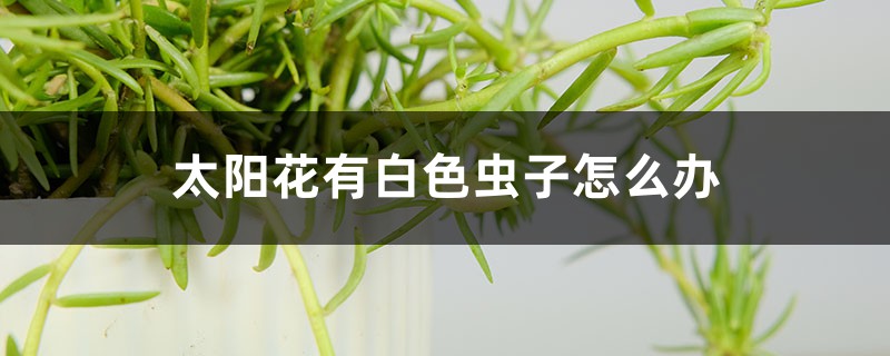 太陽花有白色蟲子怎么辦，用什么藥噴呢