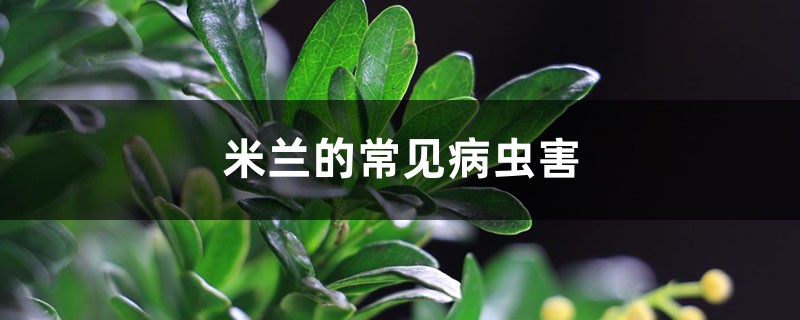 米蘭的常見(jiàn)病蟲害，米蘭長(zhǎng)什么蟲