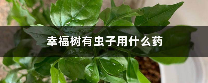 幸福樹有蟲子用什么藥，幸福樹介殼蟲怎么根除