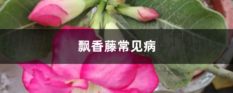 飄香藤常見病