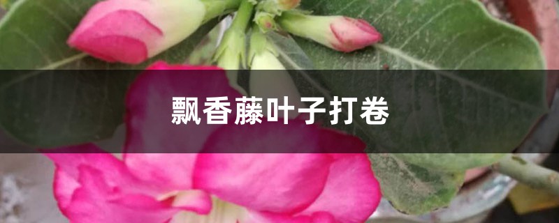 飄香藤葉子打卷這么辦