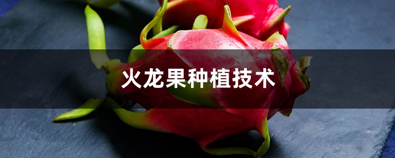 火龍果種植技術(shù)