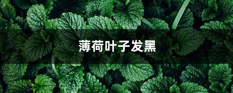 薄荷葉子發(fā)黑，薄荷葉子長黑斑怎么辦