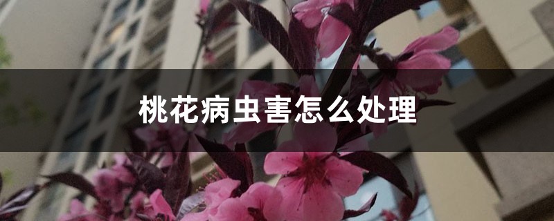 桃花病蟲害怎么處理，桃花蟲害癥狀