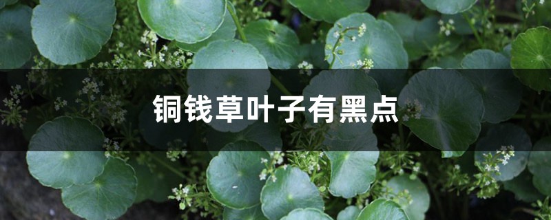 銅錢草葉子有黑點(diǎn)，銅錢草一般會(huì)得什么病