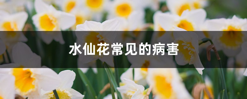 水仙花常見的病害，如何防治病害