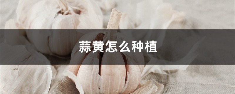 蒜黃怎么種植，什么是蒜黃